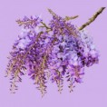 /album/kepgaleria-fenykepgaleria1/a46056-303241849789947-1019927384-n-jpg/