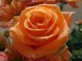 /album/kepgaleria-fenykepgaleria1/a3412-279874958793303-312225020-n-jpg/