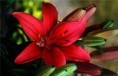 /album/kepgaleria-fenykepgaleria1/a3582-295734040540728-443054987-n-jpg/